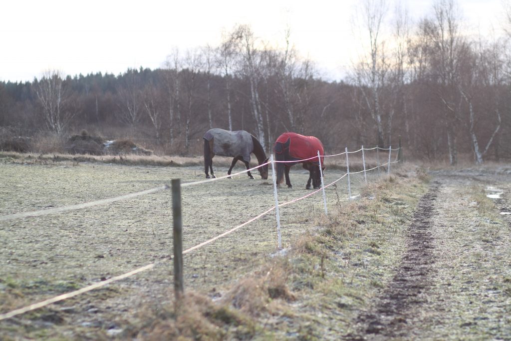 Travstallet - HästSveriges distansutbildning