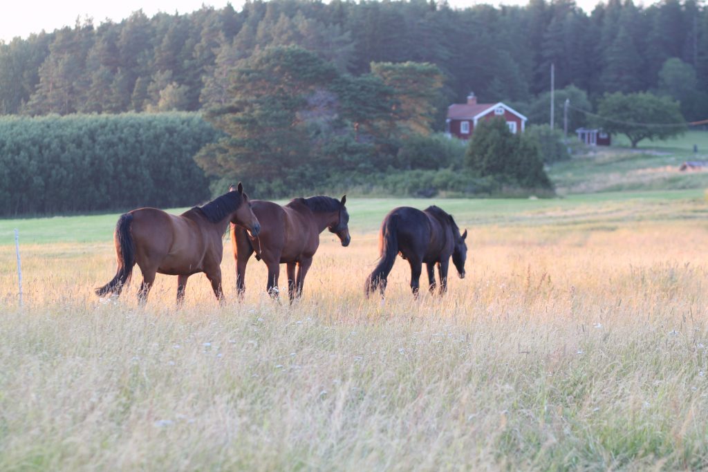 sommarbete för hästar